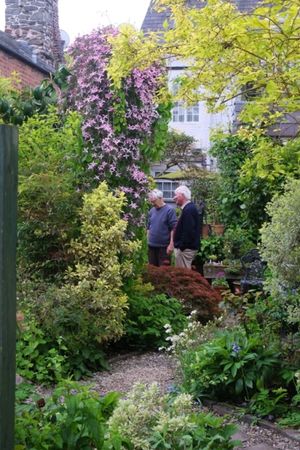 Oak Cottage's intimate town centre garden has gravel paths winding through a wide variety of plants, many of which are unusual.