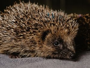 Supporting image for story: Nature lovers encouraged to log their findings across the West Midlands