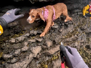 A dog stranded by a cliff edge