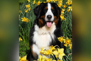 Isa the Bernese mountain dog sitting pretty, taken by Vickie Fellows in Dudley