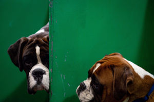 Boxer dogs at the Birmingham National Exhibition Centre (NEC) for the third day of the Crufts Dog Show. PA Photo. Issue date: Saturday March 7, 2020. See PA story ANIMALS Crufts. Photo credit should read: Jacob King/PA Wire.