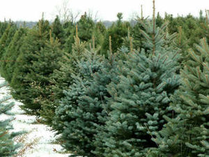 Supporting image for story: Thieves who stole Cannock Chase Christmas trees claimed they 'found them'