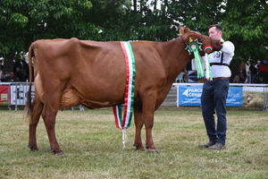 Dairy Supreme Champion: Cottonhall Bam Bam Cornelia – Messers Kite & Thomas, Pembrokeshire - Dairy Shorthorn