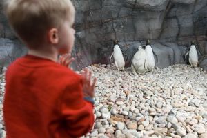 A young visitor looks at the plastic penguins at Telford Exotic Zoo. Photo: Caters.