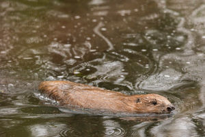 The National Trust will show footage of beavers at Birmingham's Victoria Square on Saturday (Photo credit: National Trust)
