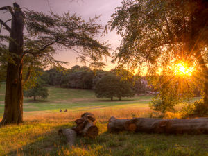 Supporting image for story: Sunny snap of Warley Woods shines in top competition