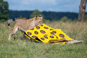 The lion cubs at West Midland Safari Park celebrated their first birthday with gift boxes and the park's adult lions