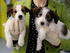 Supporting image for story: One in 10 considering giving up pets over cost-of-living pressures