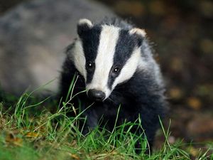 Supporting image for story: Path damaged by badgers closed for up to eight months