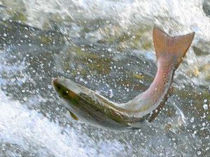 Supporting image for story: River Severn fish stock levels at worrying level, says Environment Agency