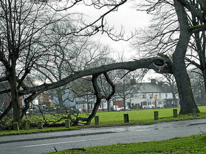 Supporting image for story: Trees crash down in high winds