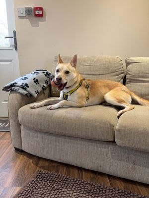 Yuki takes over a sofa as she hopes to make a forever home of her own
