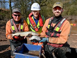 Supporting image for story: In pictures: Hundreds of fish rescued three months after dramatic breach of Whitchurch canal