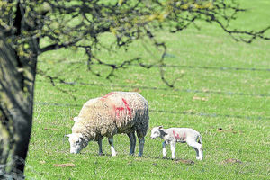 The lamb is reunited with its mother