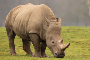 Southern white rhino. Photo: Whipsnade Zoo