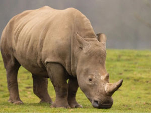 Supporting image for story: 'An absolute game-changer': Shropshire charity creates new life from white rhino - four years after her death