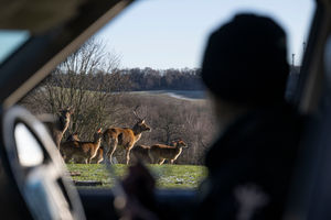 The herd of barasingha increased, with two fawns joining their numbers.