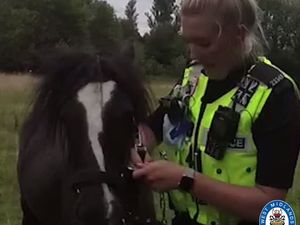 Supporting image for story: Officers face unusual call to calm horse down after walker injured