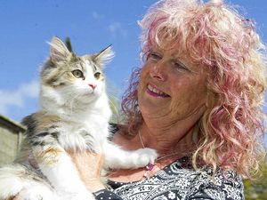 Supporting image for story: Kitten bags 25-mile journey in engine compartment of Tesco van