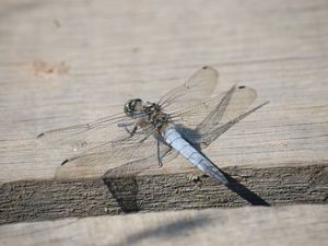 Supporting image for story: First recorded sighting of rare dragonfly in Belfast hailed by conservationists