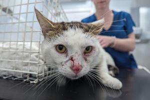 Another RSPCA rescue, Boris, was found with a wounded and infected eye and nose which had been left untreated