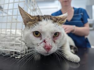 Supporting image for story: ‘Animals are starving behind closed doors’: RSPCA warning as pet neglect on the rise in Shropshire