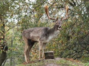 Supporting image for story: Oh my deer, what a stunning shot