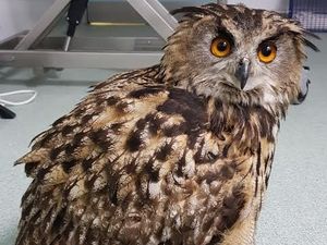 Supporting image for story: Police close road as helpless owl is saved 