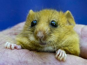 Supporting image for story: Dormice, otters and other rare wildlife ‘at risk’ from planning reforms – report