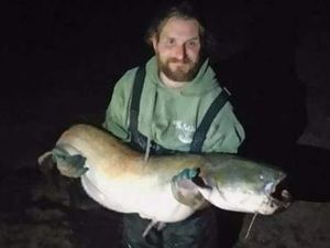 Supporting image for story: Huge 61lb catfish haul for angler near Market Drayton
