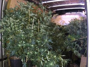 Supporting image for story: 'Cannabis farmer' arrested as police sniff out Dudley drugs farm