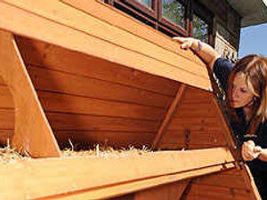 Supporting image for story: Rescue chickens are stolen