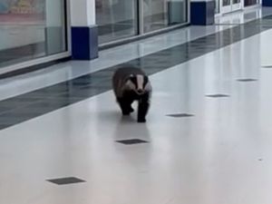 Supporting image for story: Watch: Badger spotted window shopping in Wolverhampton shopping centre