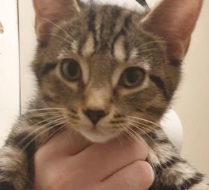 Tabby