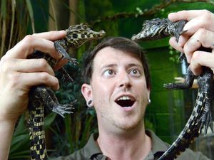 Supporting image for story: Baby crocodiles snap up the attention at Telford Exotic Zoo