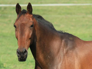 Supporting image for story: Shropshire equine centre plan sparks criticisms