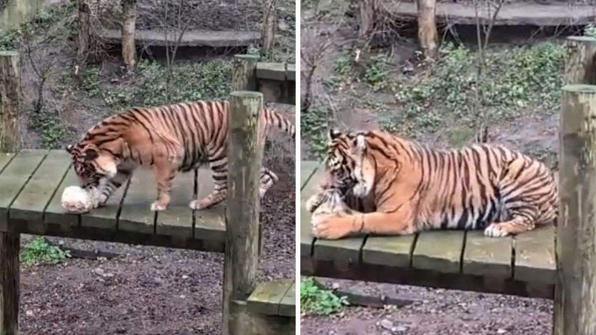 See the adorable moment a Dudley Zoo tiger finds her Christmas gift on climbing frame