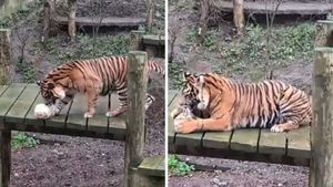 Sumatran tiger Daseep finds a Christmas gift on her climbing frame - left for her by keepers - at Dudley Zoo.