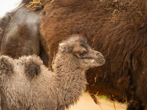 Supporting image for story: Whipsnade Zoo celebrates birth of camel for first time in eight years