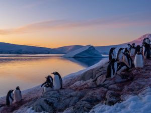 penguins in Antarctica