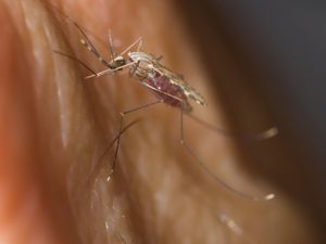 Supporting image for story: Genetic clues to how malaria-carrying mosquitoes evade control identified