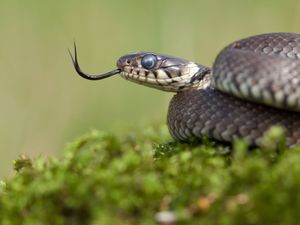 Supporting image for story: Heather Large: Alarming close encounters of a very serpentine variety