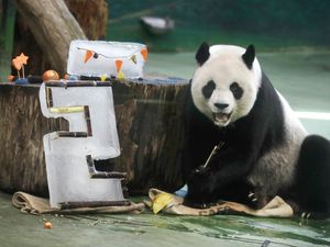 Supporting image for story: Taipei zoo’s veteran giant panda Yuanyuan celebrates her 20th birthday