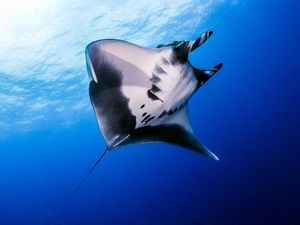 Supporting image for story: Watch: Pregnant manta ray spotted 6,000km from home