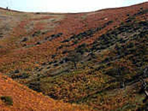 Supporting image for story: Warnings over land sprayed with toxin