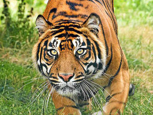 Supporting image for story: West Midland Safari Park summer  jobs on offer for 400