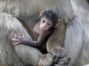 Supporting image for story: Blair Drummond welcomes new baby macaque