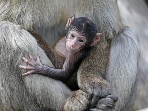 Supporting image for story: Blair Drummond welcomes new baby macaque