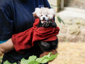 Supporting image for story: Red panda born at Scottish zoo healthy and doing well, say keepers