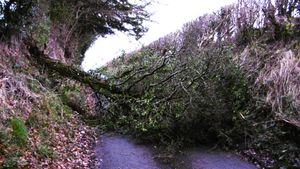 A fallen tree in Rushbury (Photo: Peter Steggles).